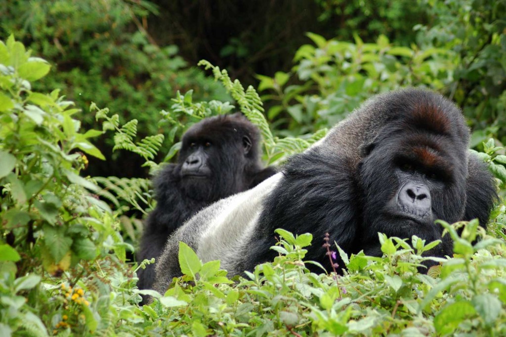 gorilla-lodge-homepage-top