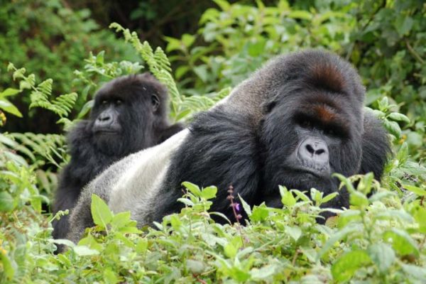 uganda gorilla safari