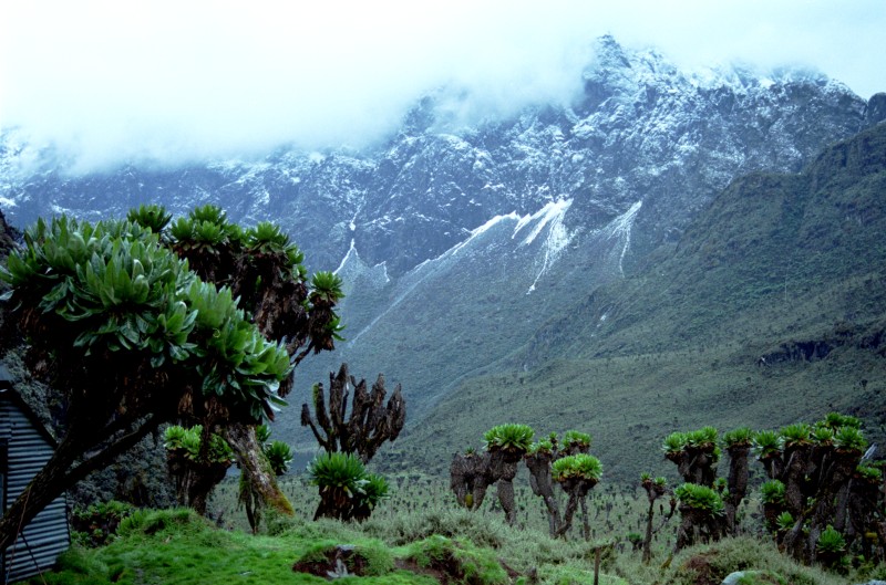 1172_ruwenzori