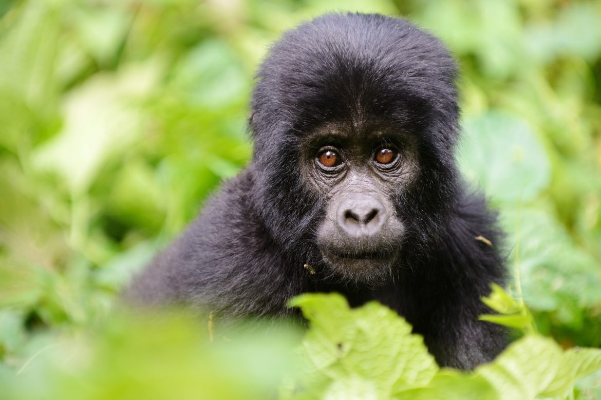 uganda gorillas