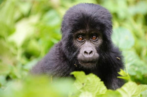 uganda gorillas