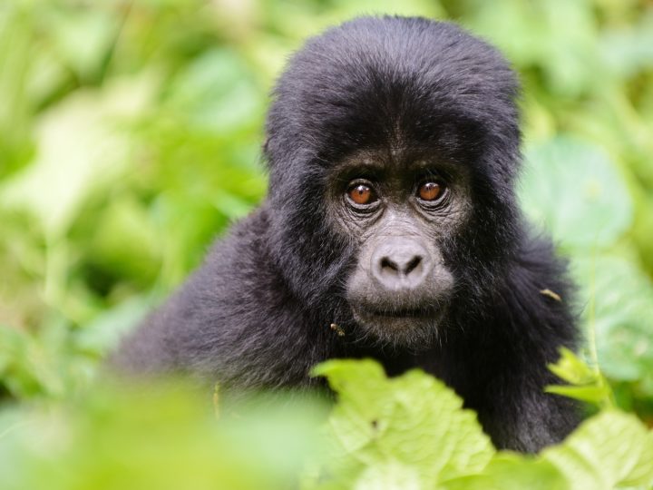 Responsible Tourism: Protecting the Uganda Gorillas